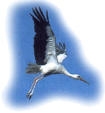 Storch Storch